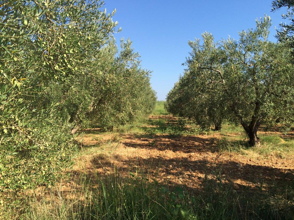 דירות גראקיני Kostas House חדר תמונה